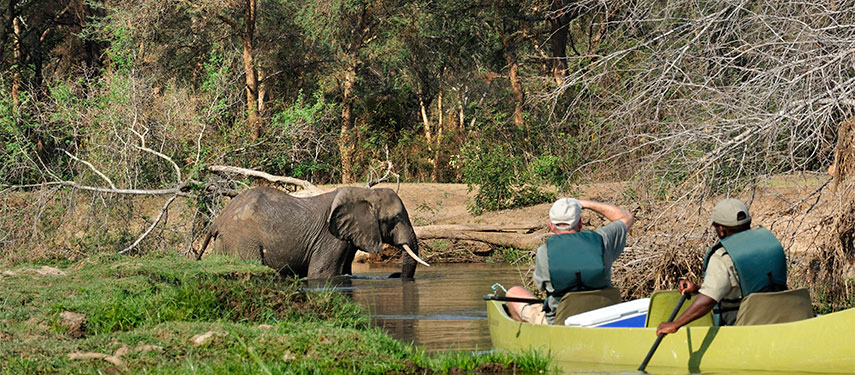 Canoeing excursion viewing an elephant in Lower Zambezi National Park