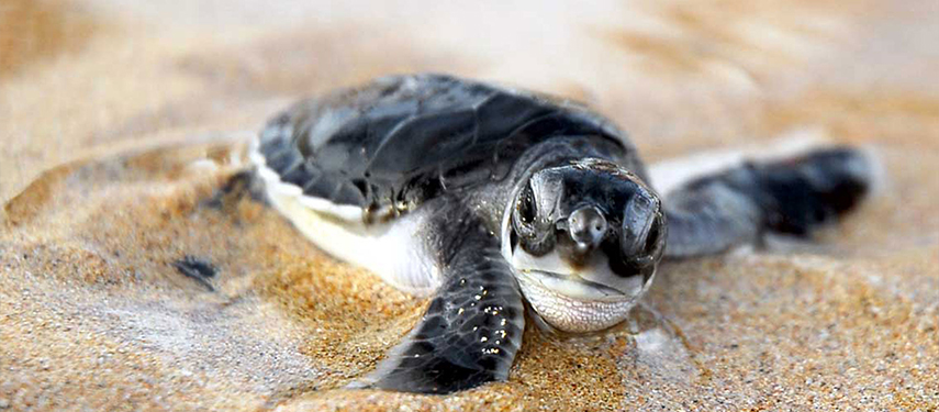 A turtle hatchling on the beach