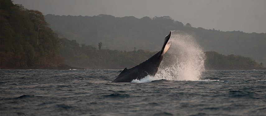 A whale breaches off the coast of São Tomé and Príncipe