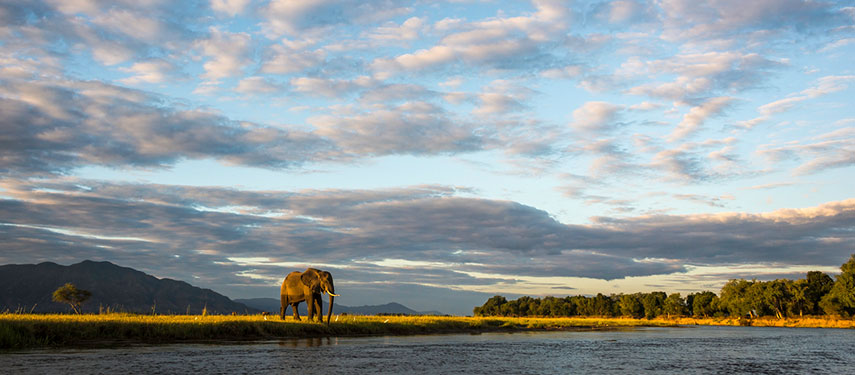 Large bull elephant on the banks of the Zambezi River
