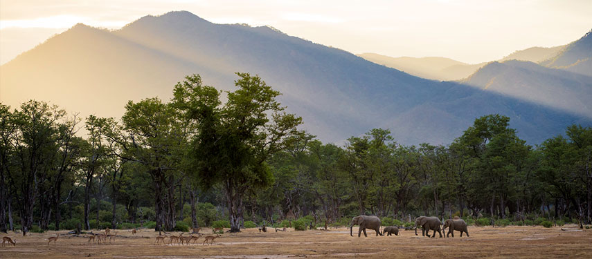 Herds of elephants and gazelle in the riverine forests of Mana Pools National Park, Zimbabwe at sunset