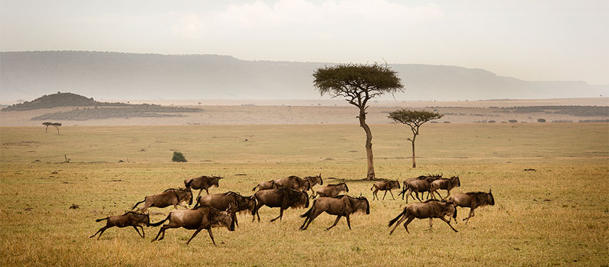 Gnus running across the Serengeti plains at Sayari Camp in Tanzania