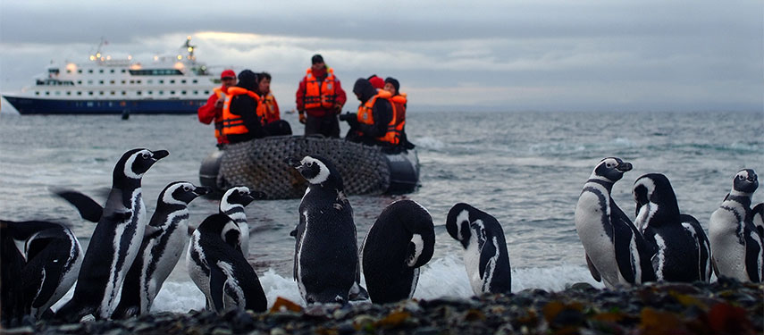 Admire the penguins by zodiac on an Australis cruise