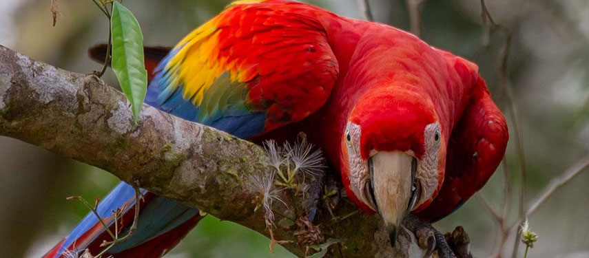Enjoy the Canopy Tower at Tambopata Aerobotany where the whole jungle is at your finger tips.