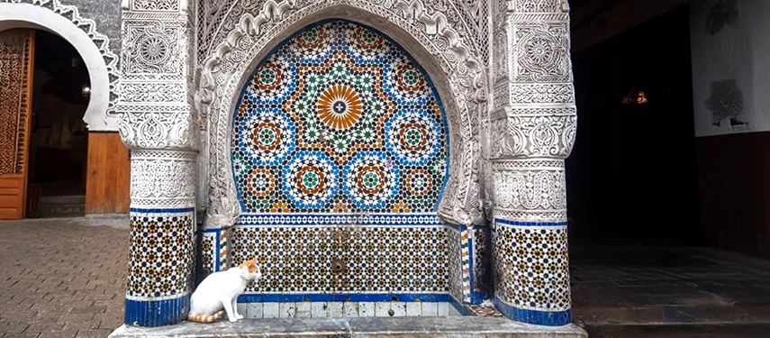 Decorative Nejjarine Fountain in Fès with ornate zellige tilework and carved stone detail, beside a white cat.