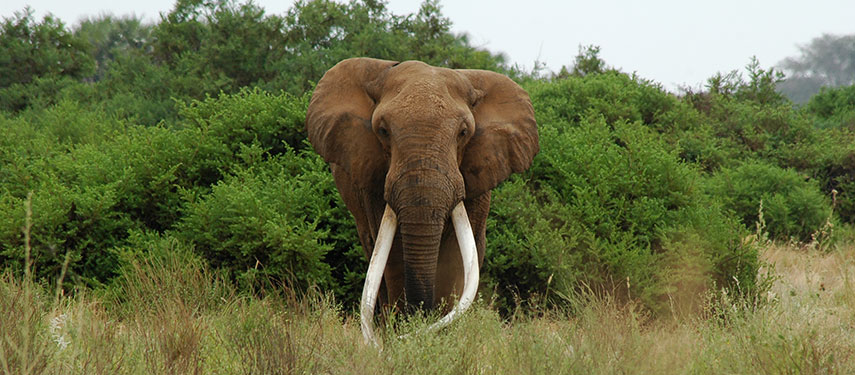 Big Tusker elephant in Tsavo National Park, Kenya