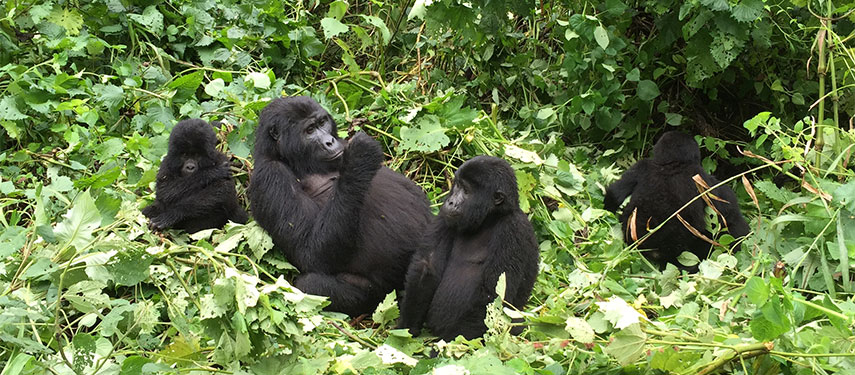 Uganda Bwindi Buhoma Gorilla safari