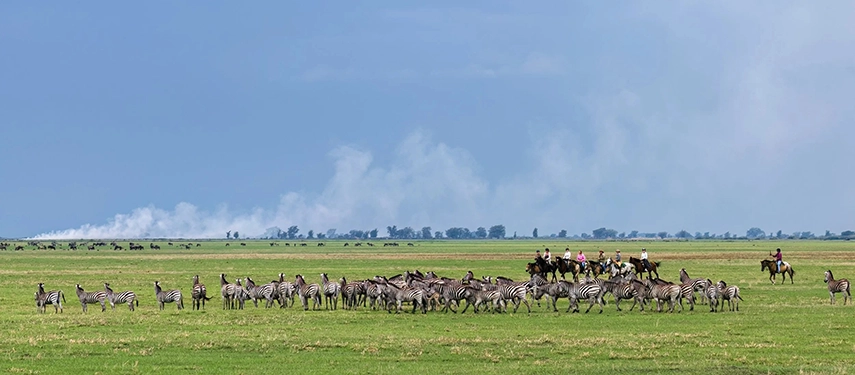 Group of horse riders crossing open plains beside a large herd of zebra in the Simalaha Conservancy.