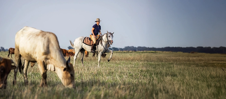 Rider on a white horse moving through tall grass with grazing horses nearby on open plains.