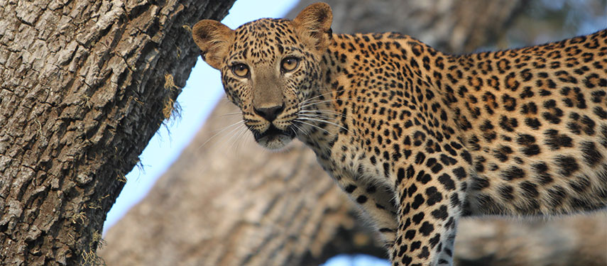 Leopards in Yala National Park Sri Lanka on a safari with The Classic Safari Company