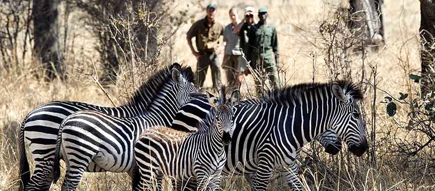 Get up close to zebra and other wildlife on a Robin Pope mobile walking safari in Zambia